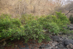 Syzygium heyneanum